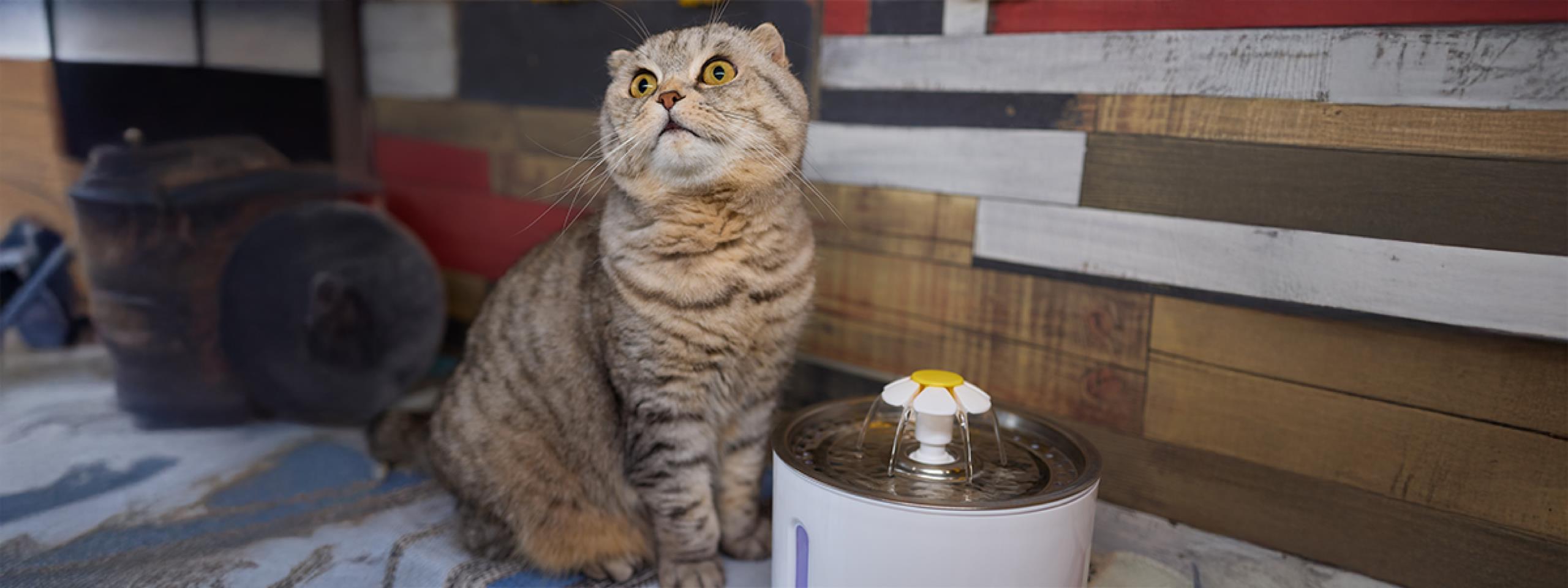 qué hacer si mi gato no toma agua